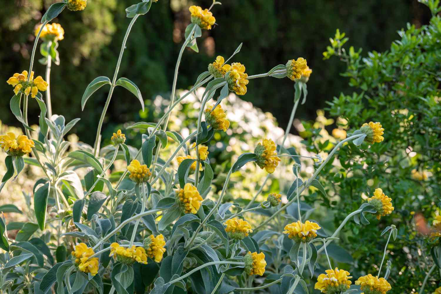 Sauge de Jérusalem plante vivace aux feuilles semblables à celles de la sauge et aux fleurs jaunes