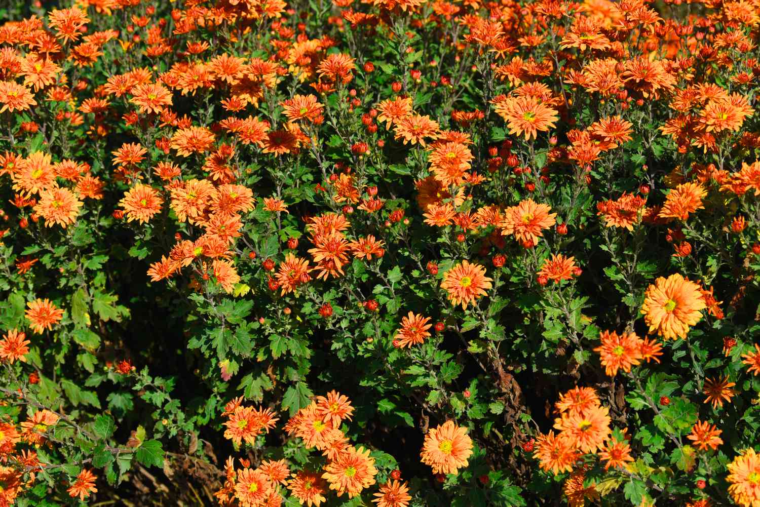 Chrysanthemenpflanze mit orangefarbenen gerüschten Blütenblättern, die das Feld im Sonnenlicht bedecken