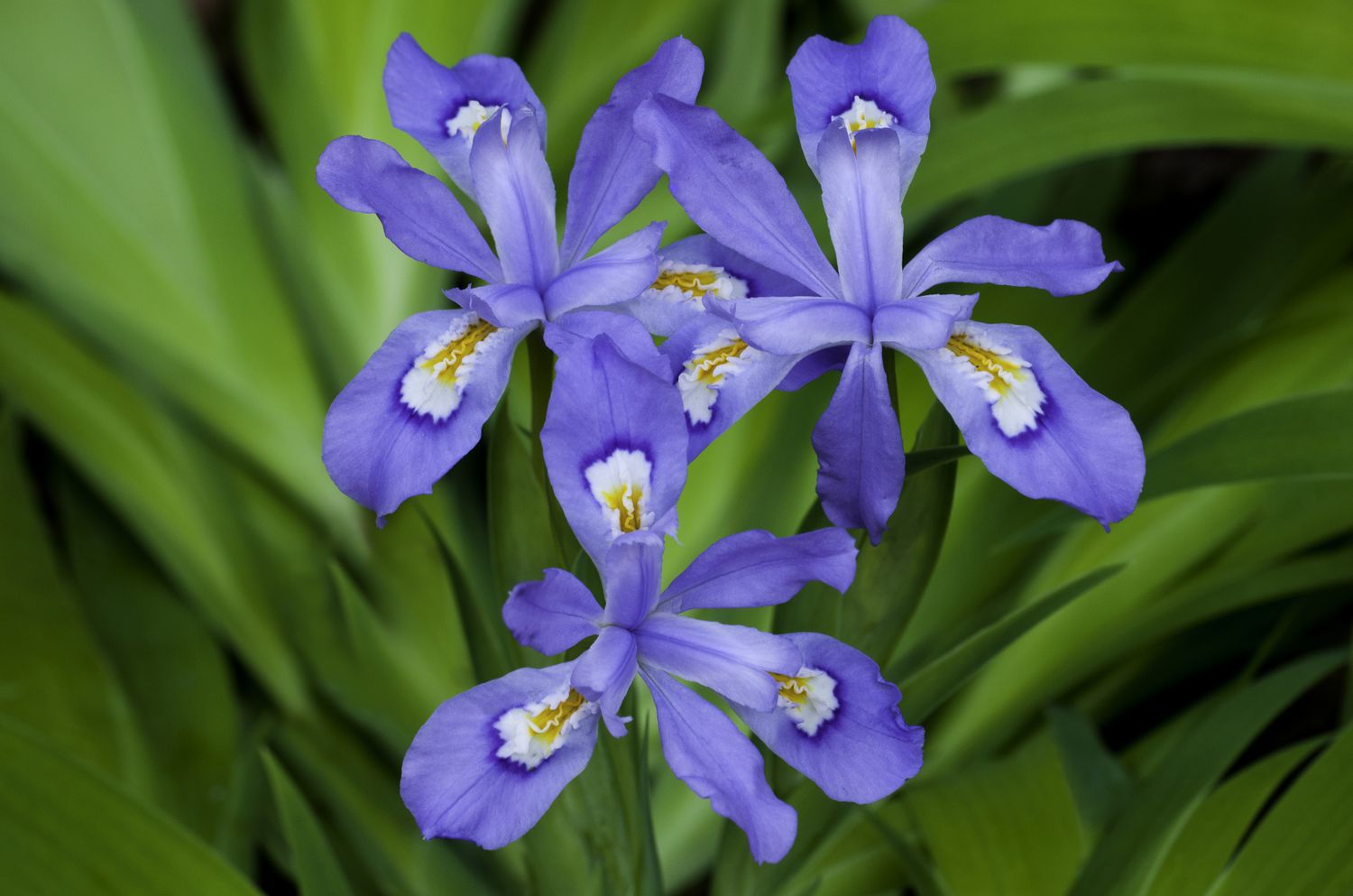 Íris de crista anã com flores azuis