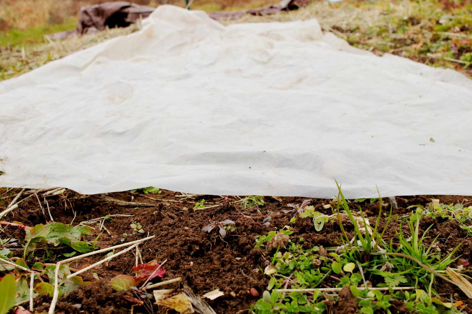 Lona de plástico transparente colocada sobre la hierba para solarizarla
