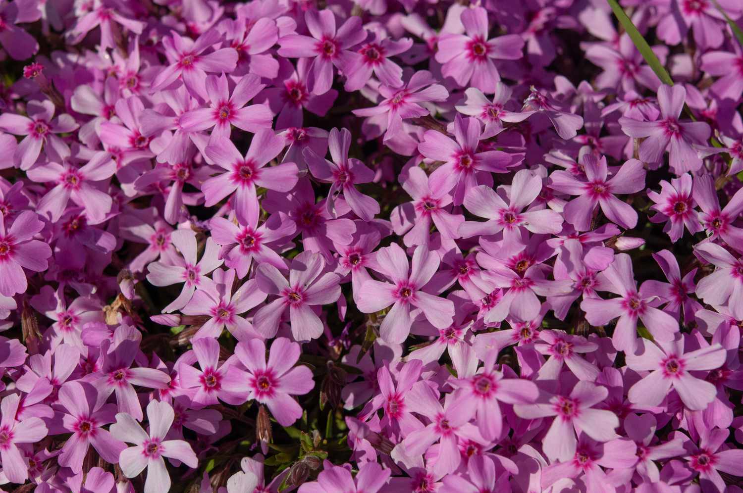 Planta de cobertura do solo phlox rastejante com flores rosa agrupadas à luz do sol