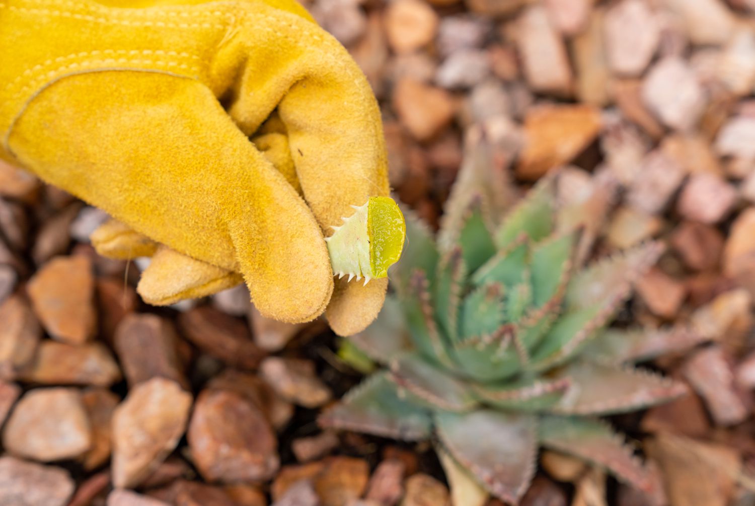 Aloe vera Blatt geschnitten und mit gelben Handschuhen über Aloe vera Pflanze gehalten