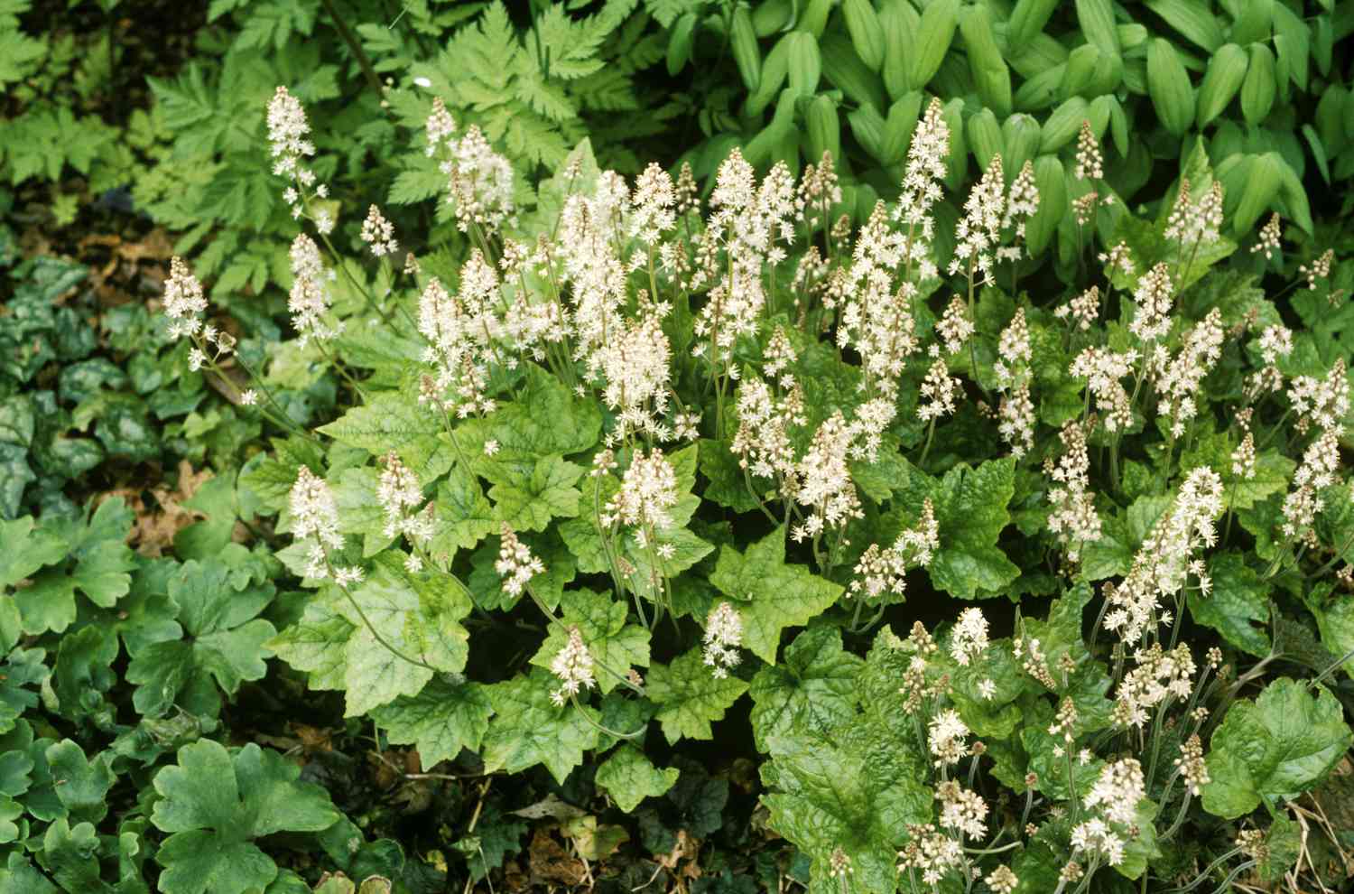 Eine Gruppe von Schaumblumen (tiarella cordifolia)