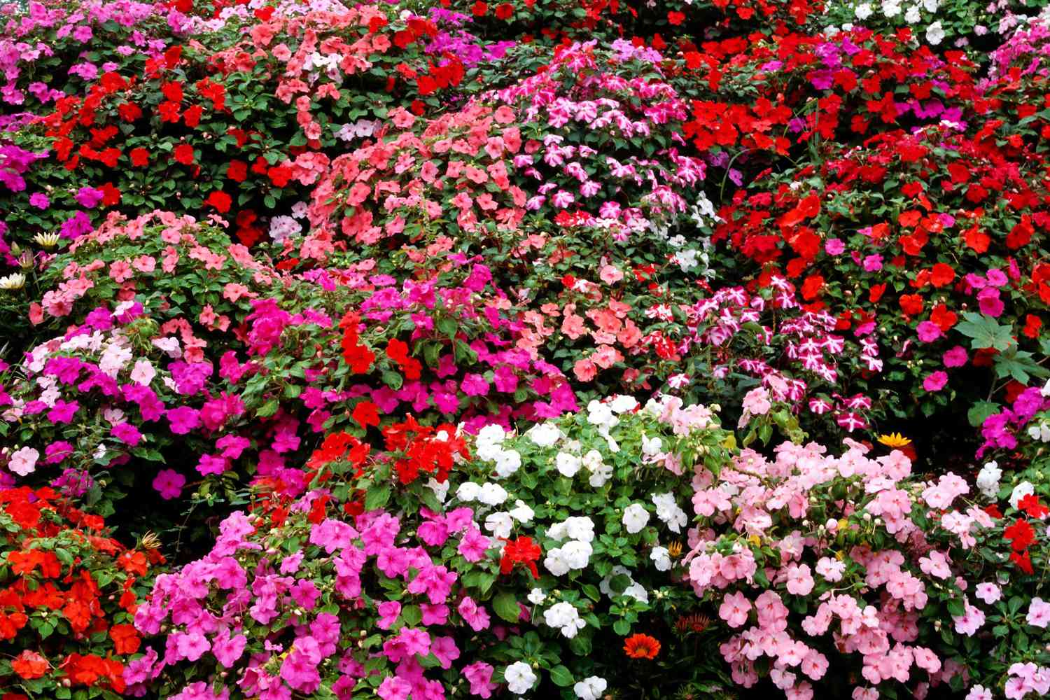 impatiens as a ground cover