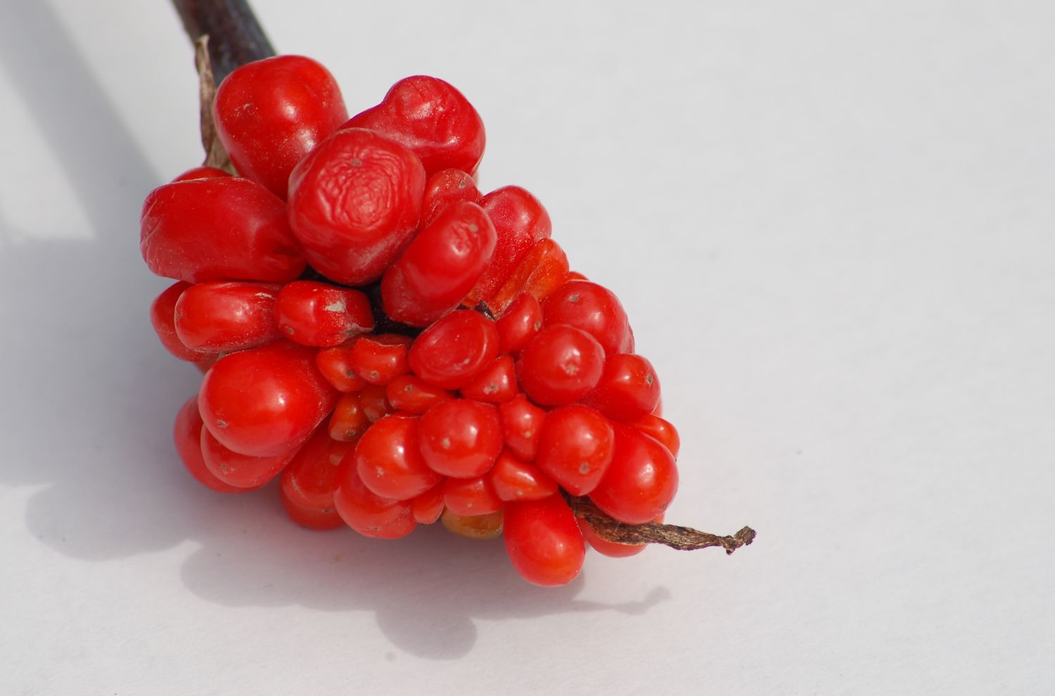 jack-in-the-pulpit berries