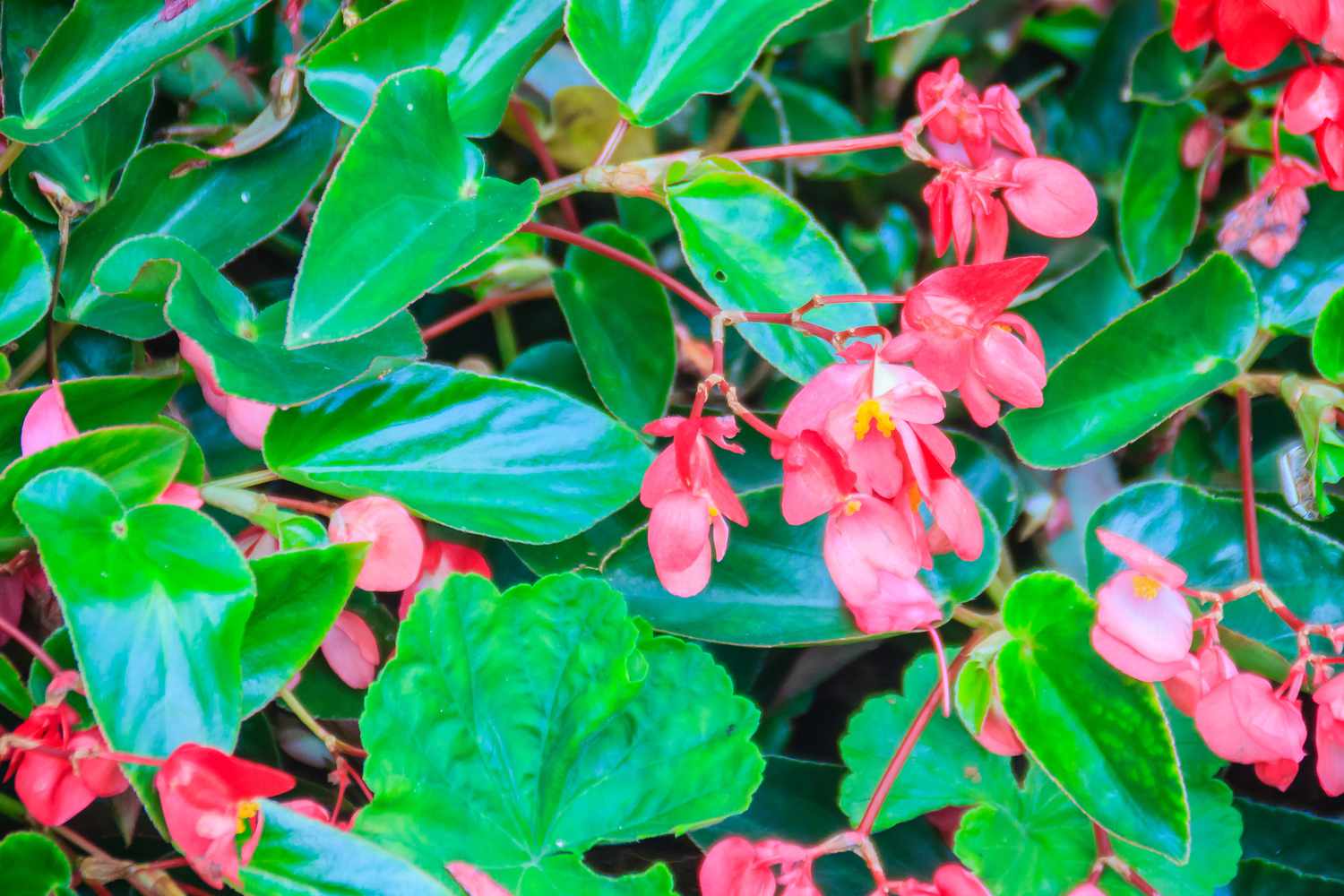 Arbusto de flores de begonia rosa escarlata (Begonia coccinea) con fondo verde brillante. La Begonia coccinea es una planta de la familia de las begonias, Begoniaceae. Es originaria de la Mata Atlántica de Brasil