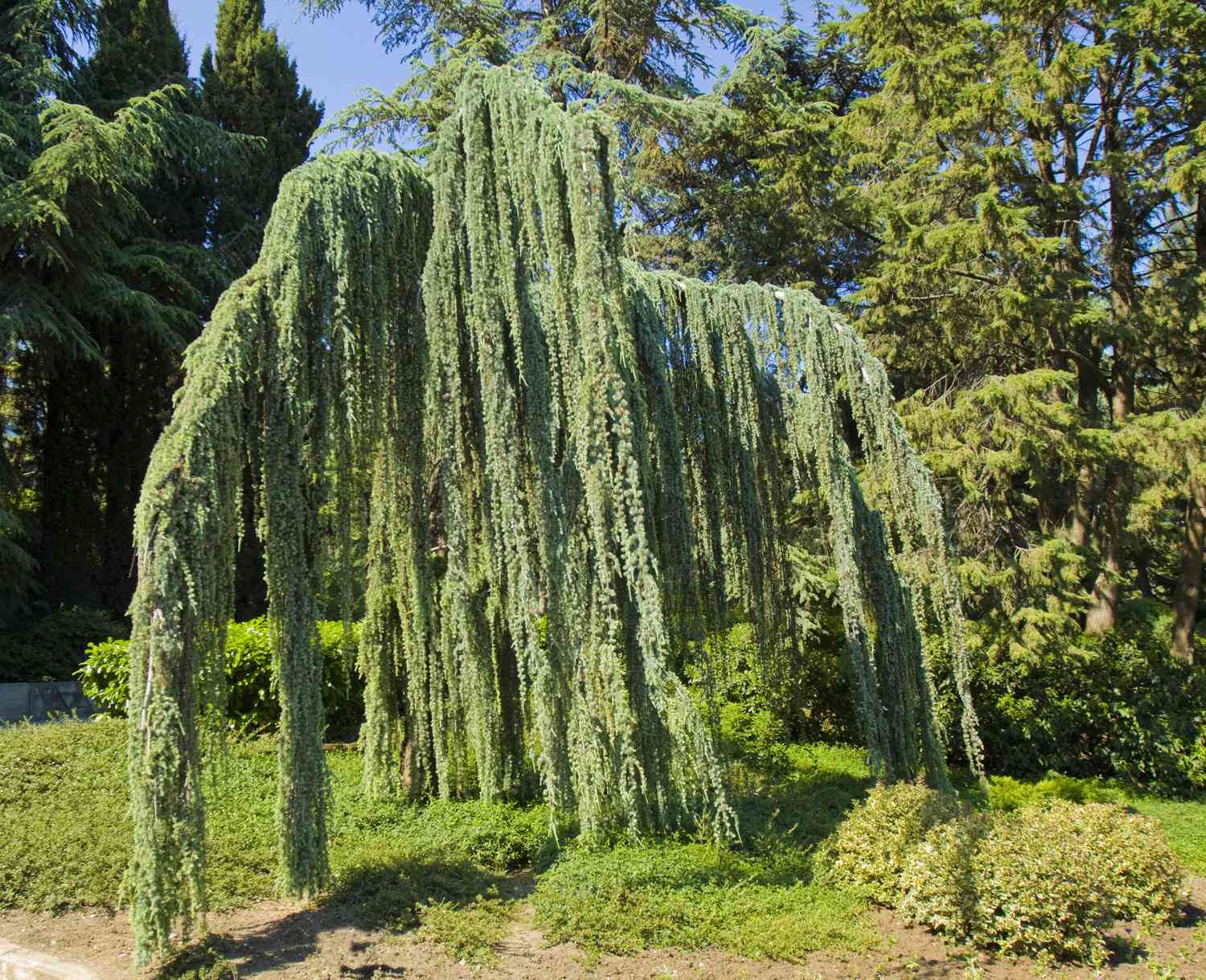 Cedrus Atlantica blau