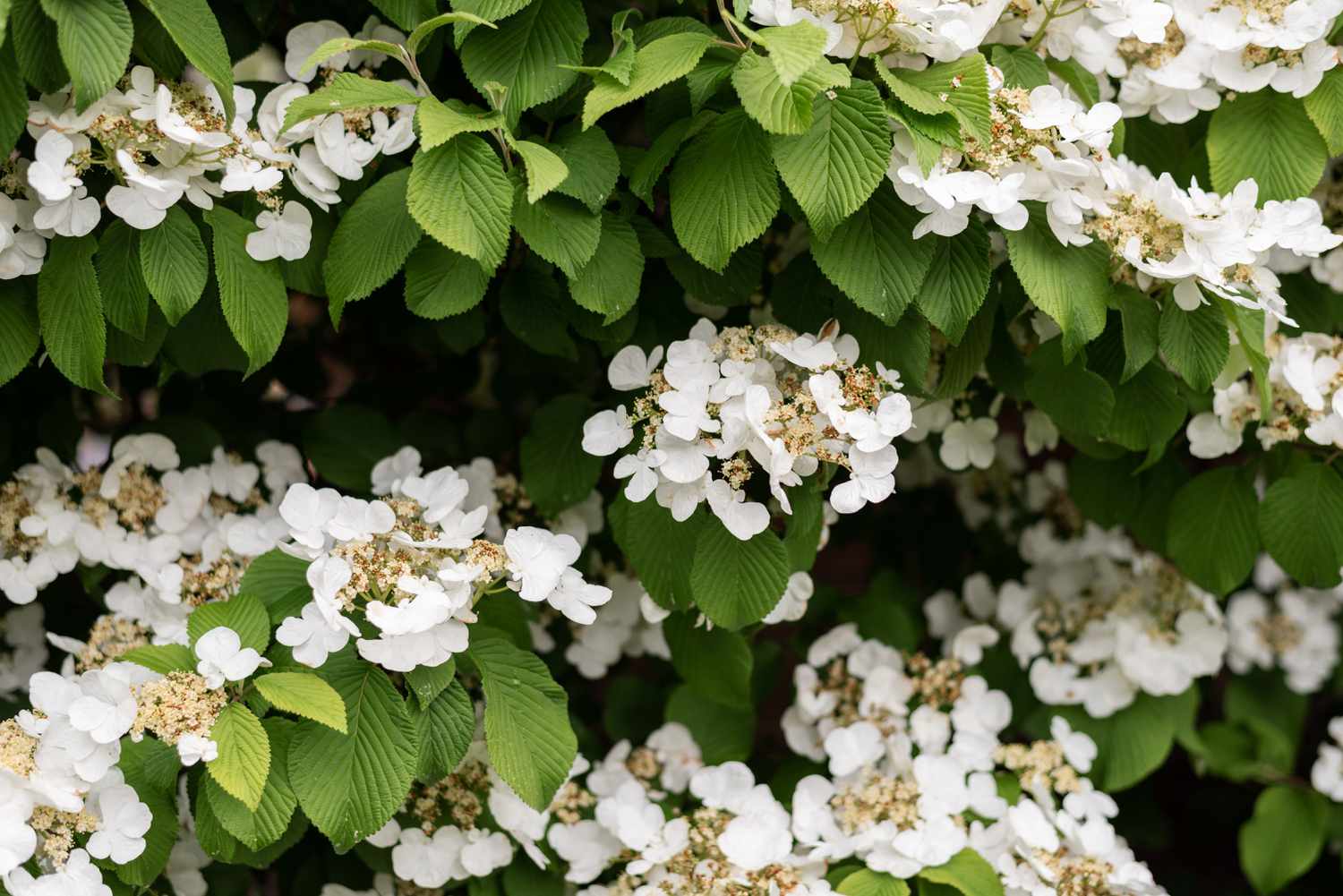 Vignes d'hortensia grimpantes avec des grappes de fleurs blanches en dentelles entre des feuilles nervurées