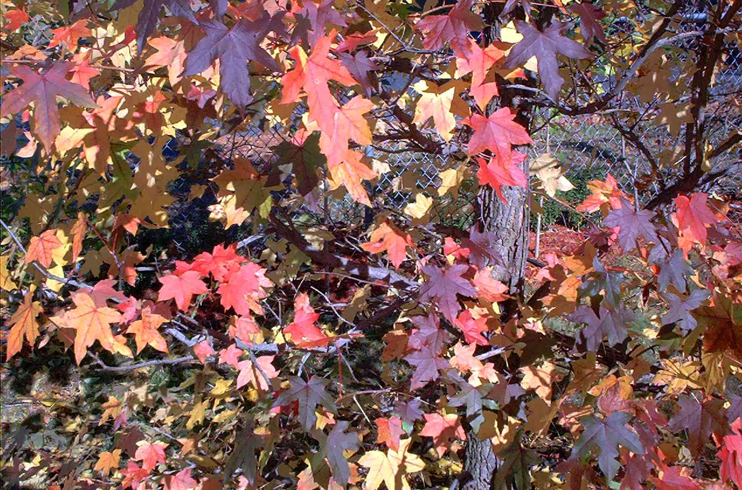 Rotundiloba sweetgum tree