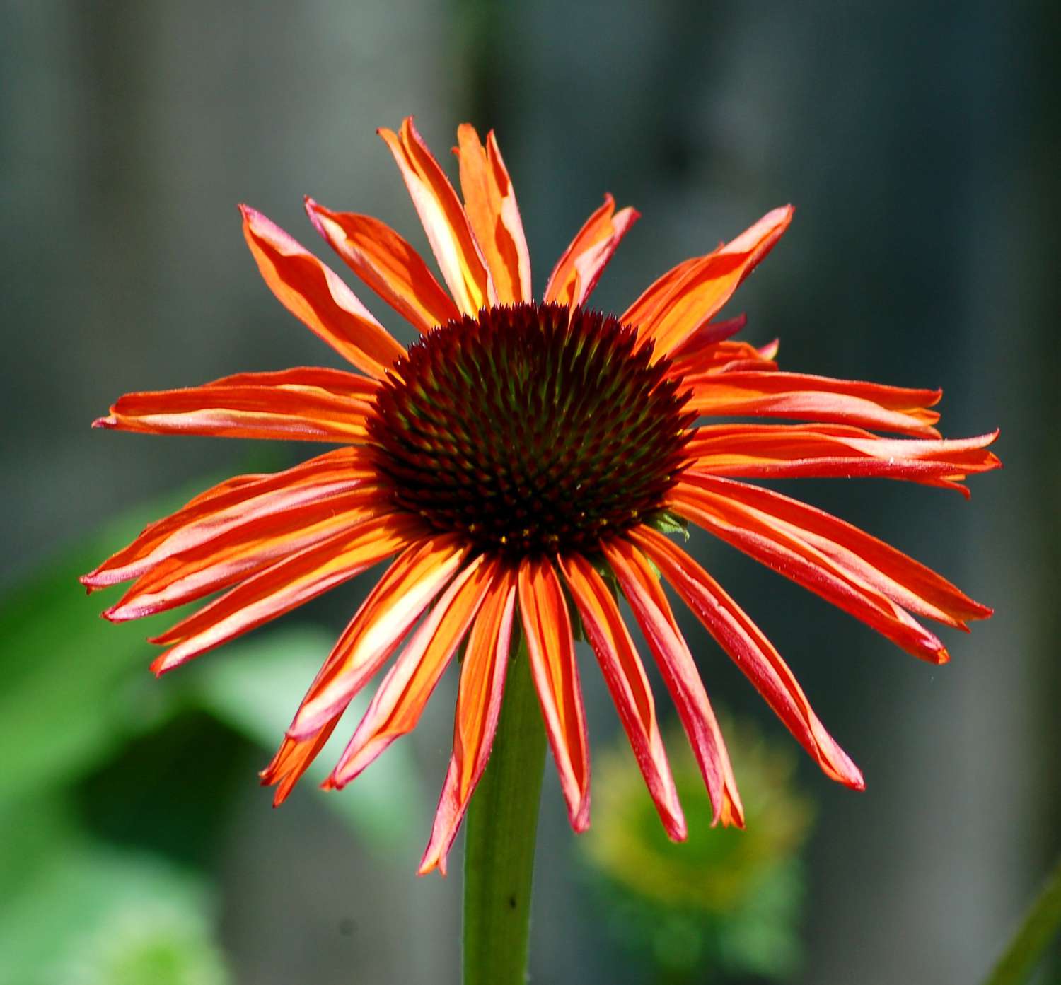 Feuervogel-Sonnenhut mit orangefarbenen Blütenblättern und dunkelroter stacheliger Mitte in Nahaufnahme 