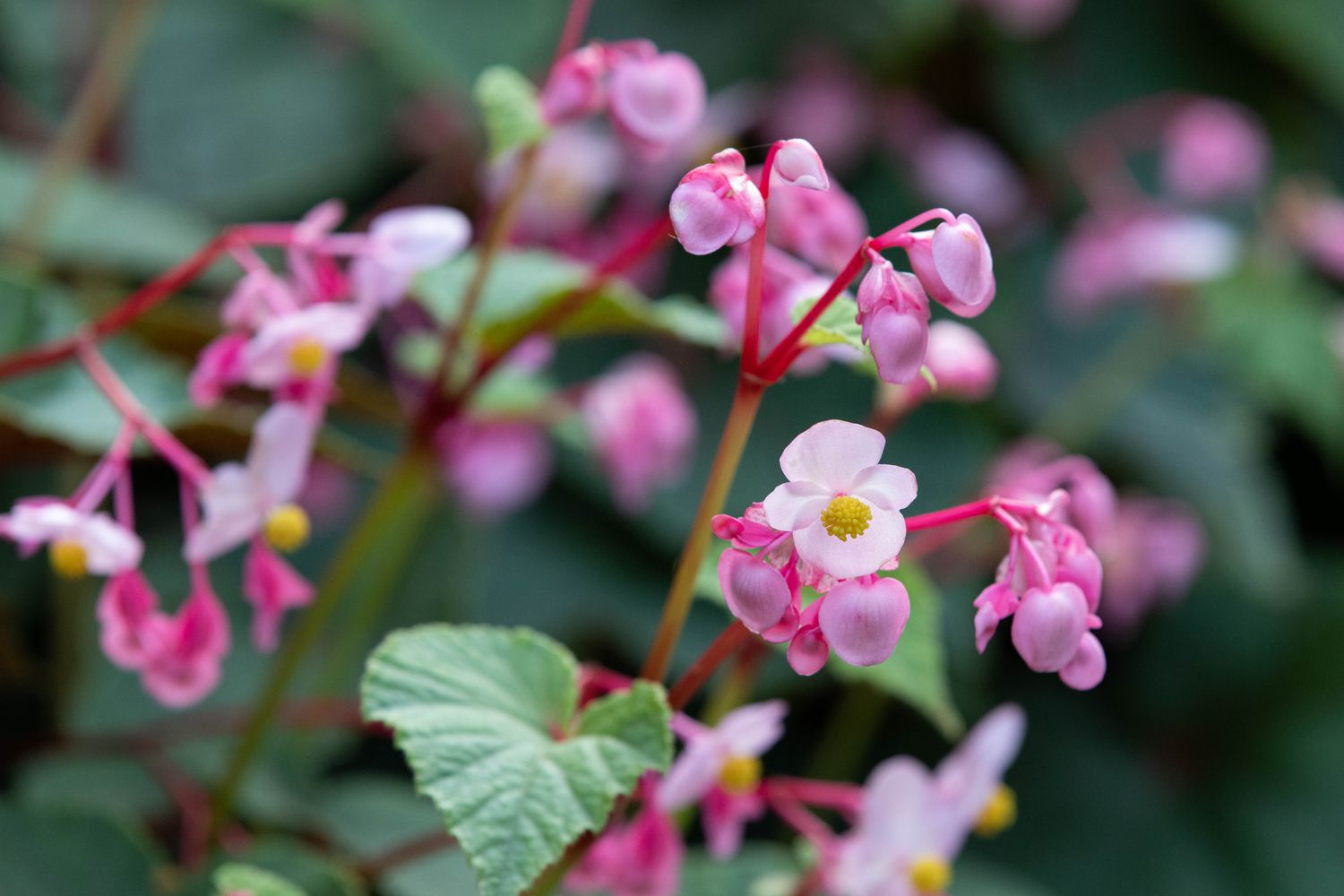 10 variedades de begonias para jardines y macetas