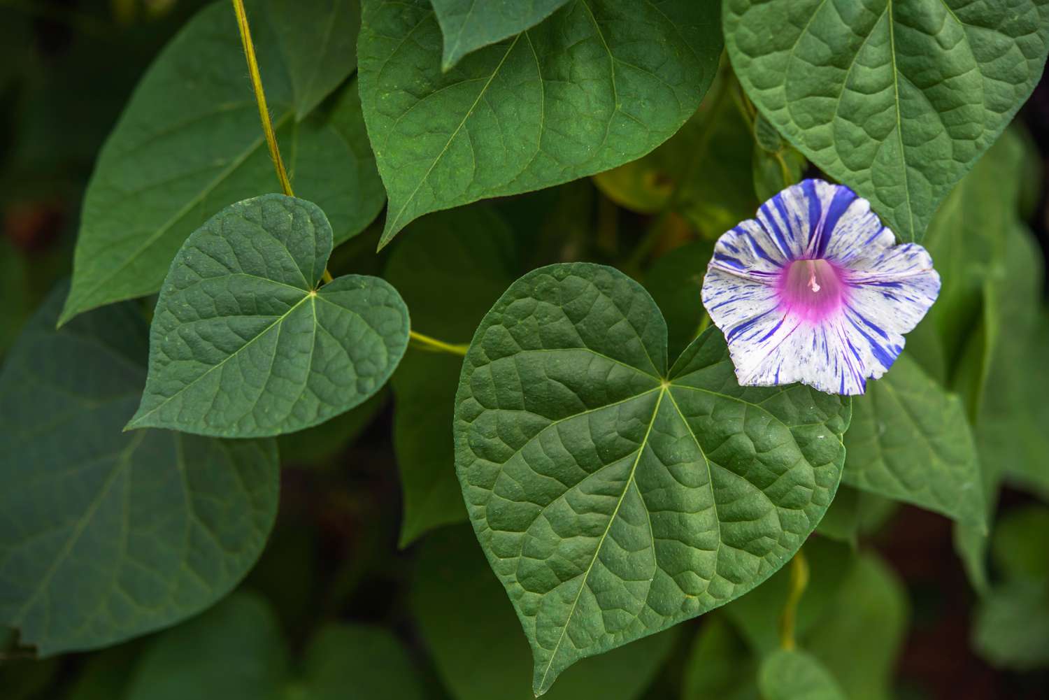 Morgenlatte mit weiß-blau gestreifter Blüte und grünen Blättern