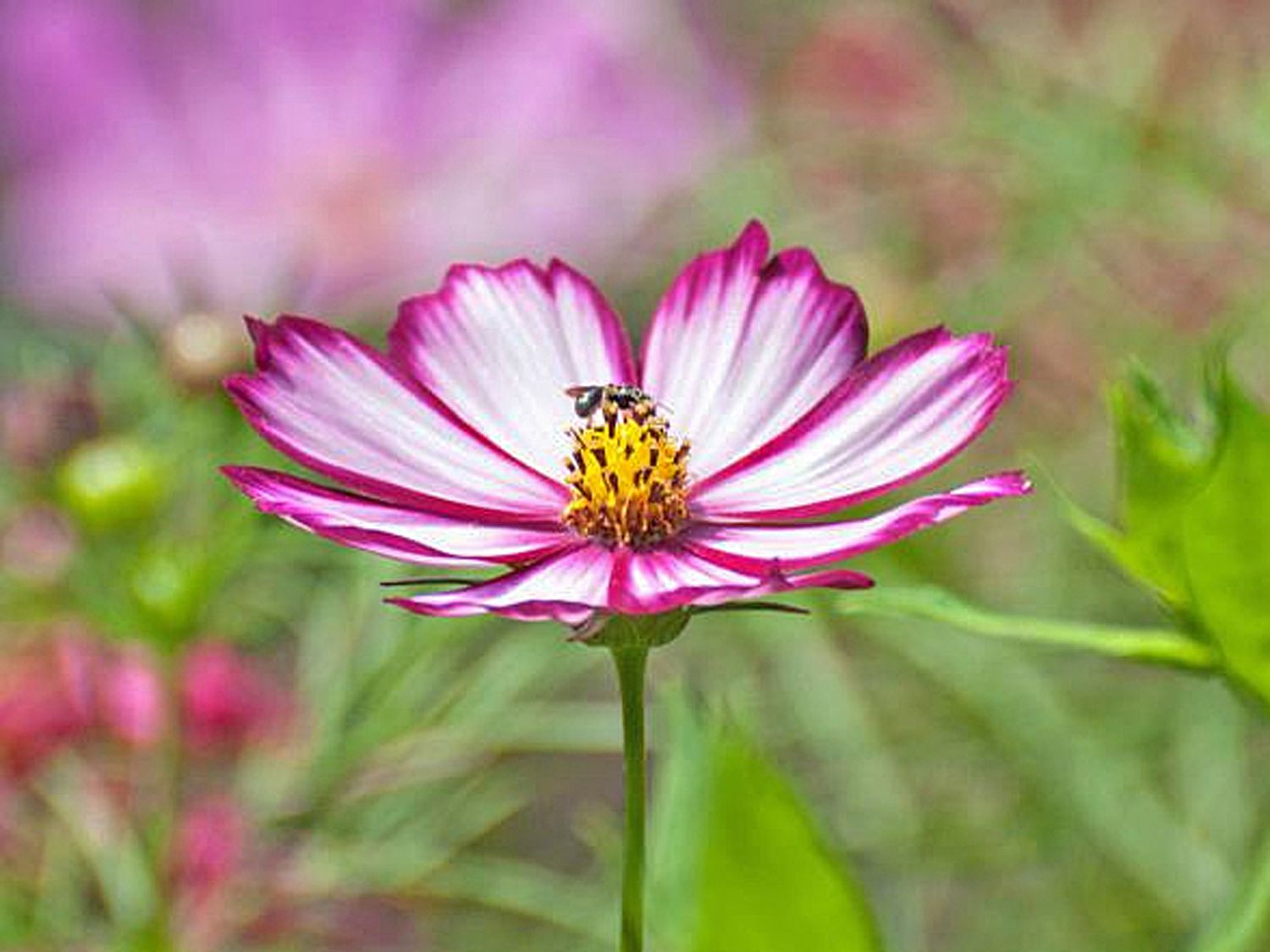 Detailaufnahme einer rosa Kosmosblüte