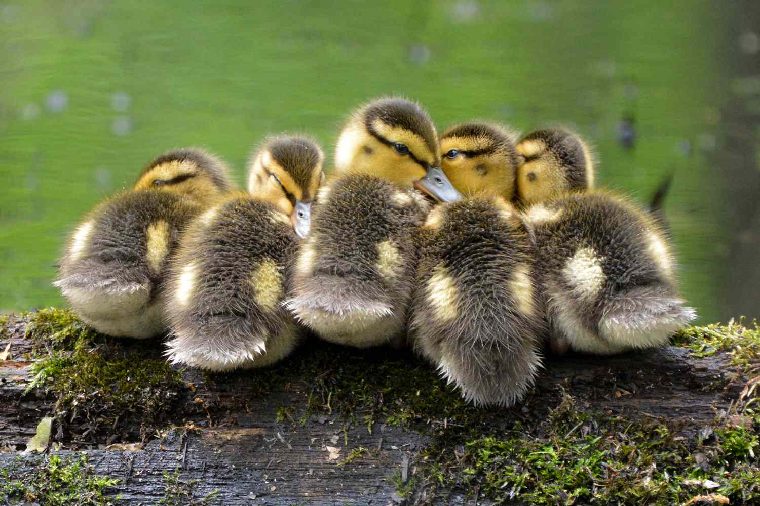 Mallard Ducklings