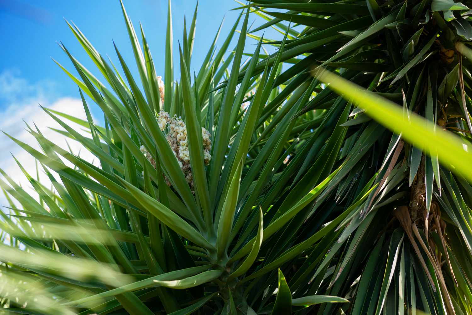 Cómo cultivar Cordyline Indivisa (árbol de la col)