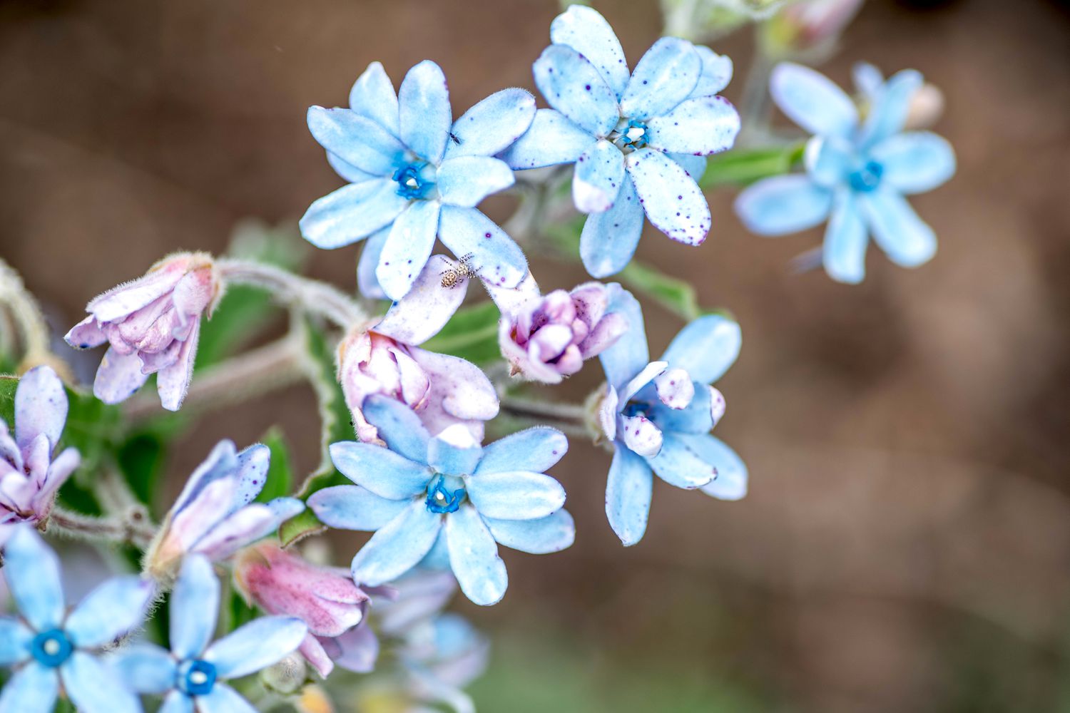 Enredadera de Tweedia con flores azul claro y morado de cerca