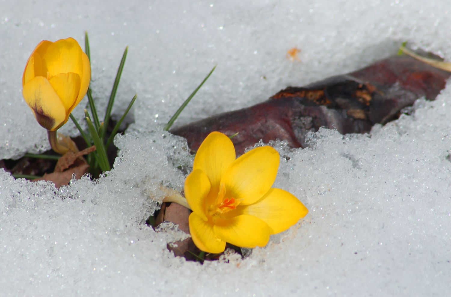 Krokus blüht, wenn noch Schnee liegt.