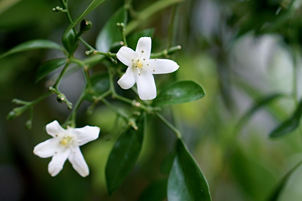 Anbau und Pflege von Orangenjasmin