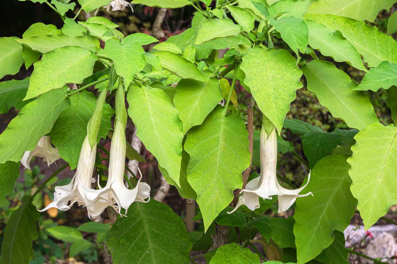 Weißer Engelstrompetenstrauch mit weißen trompetenförmigen Blüten, die unter großen Blättern hängen