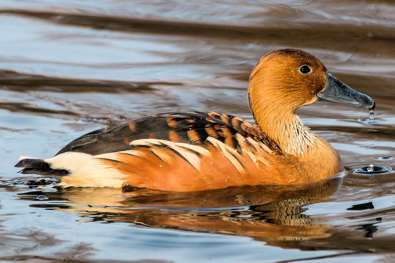 Fulvous Whistling-Duck