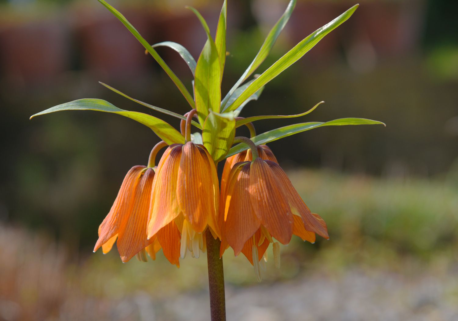 Fritillaria-Pflanze mit orange-gelben glockenförmigen Blüten, die unter langen Blättchen herabhängen