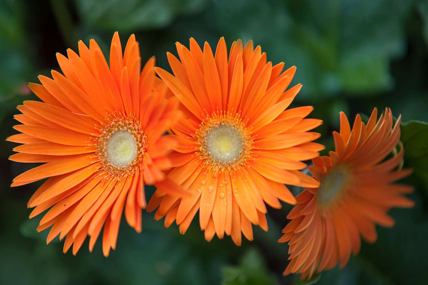 Gerbera-Gänseblümchen mit orangefarbenen strahlenden Blütenblättern in Großaufnahme 