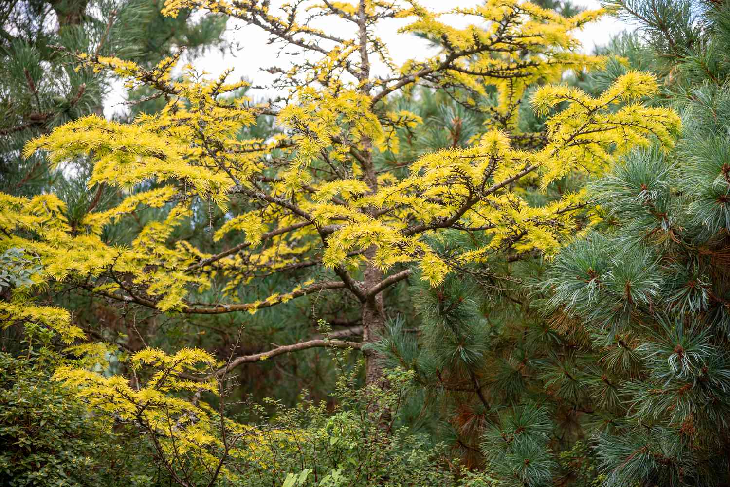 Como cultivar e cuidar do larício dourado