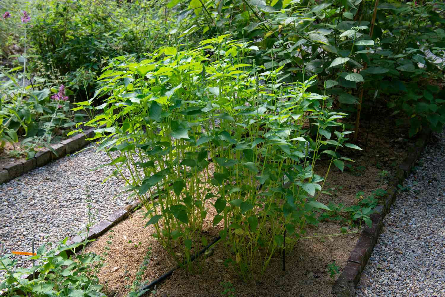 Plantas de chía creciendo en el jardín como tallos altos y delgados