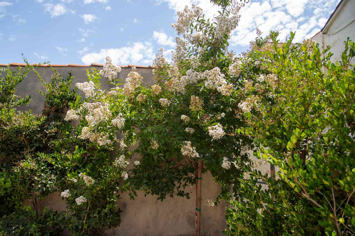 Tee-Olivenbaum in der Ecke des Hinterhofs mit weißen Blütenbüscheln im Sonnenlicht