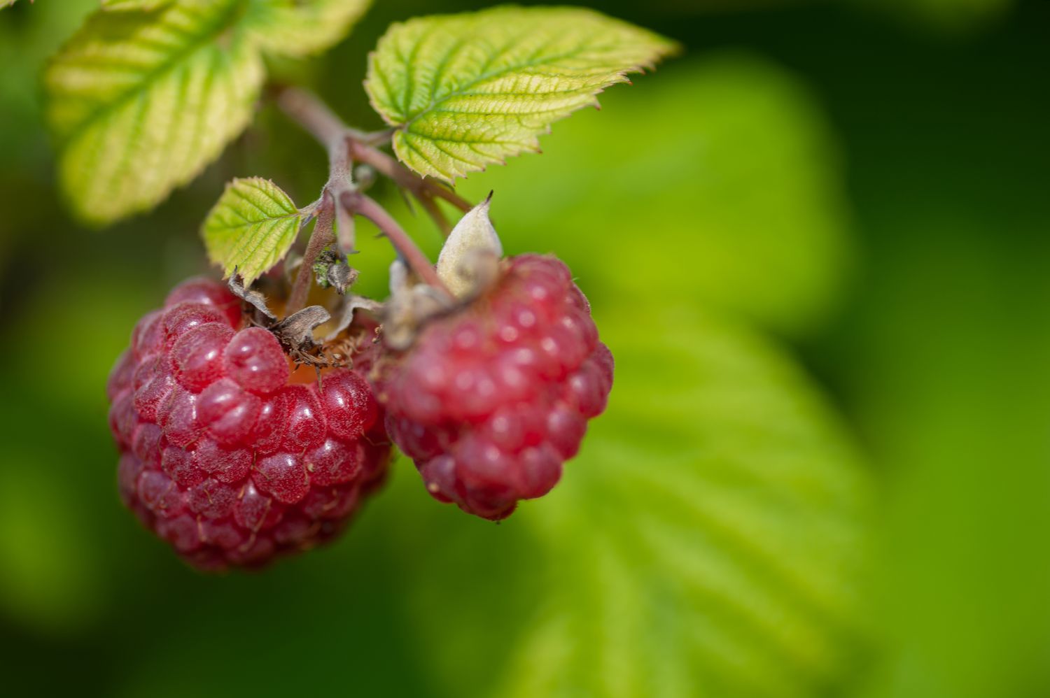 Wildhimbeerfrucht am Stielende hängend mit gelb-grünen Blättchen in Nahaufnahme