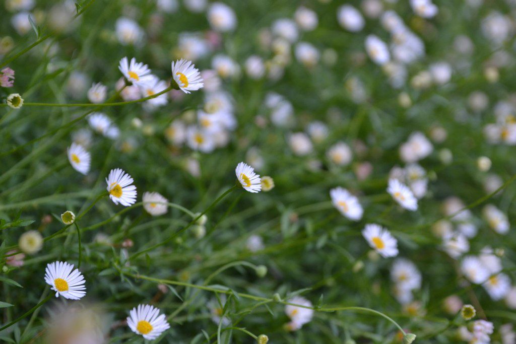 Planta fleabane mexicana con pequeñas flores blancas en tallos largos y delgados