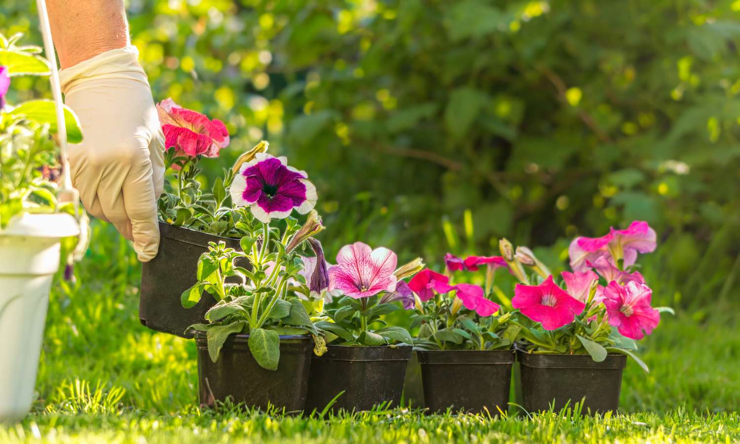 Blumensetzlinge im Freien in schwarzen Töpfen