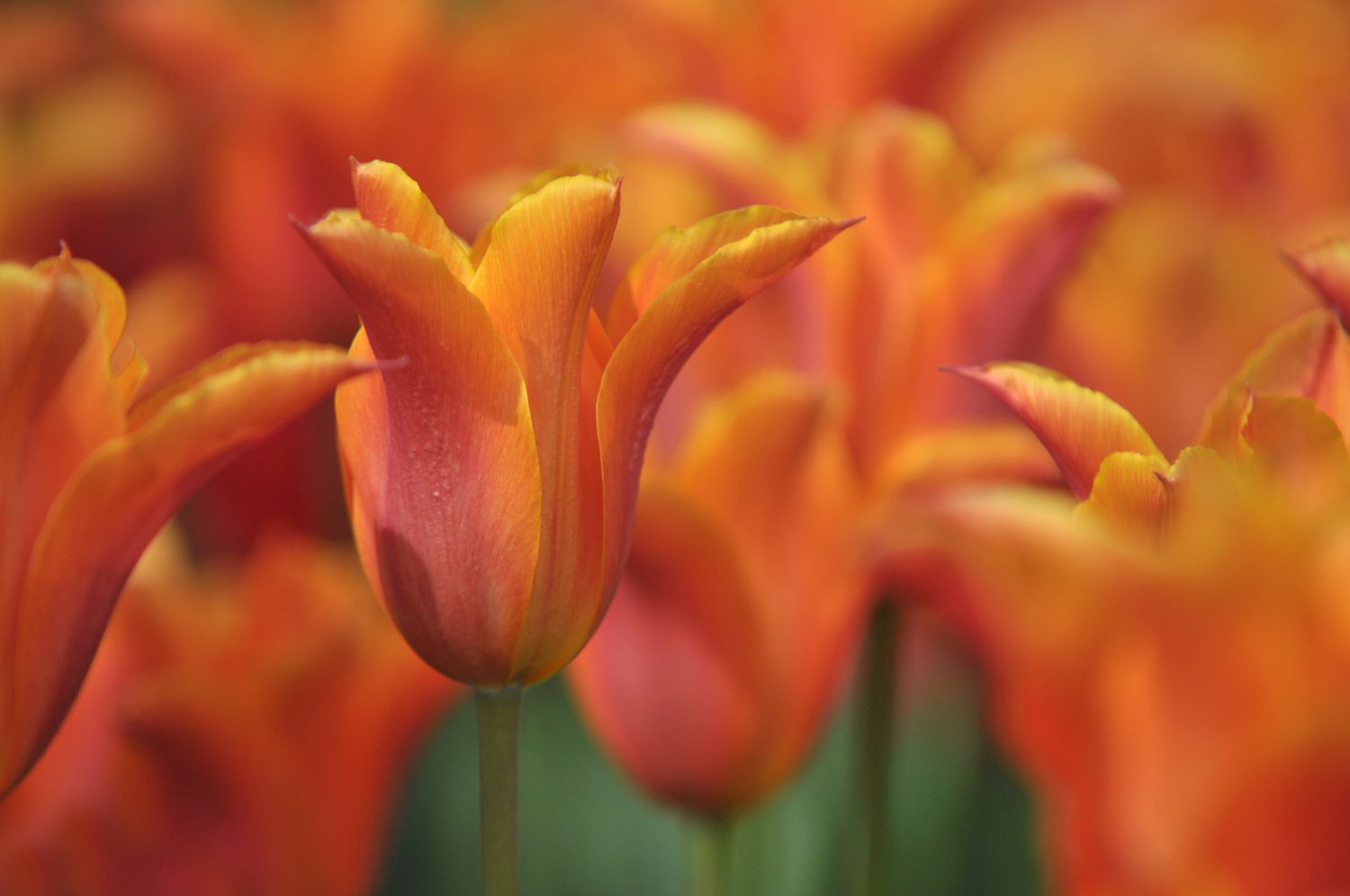 Orangefarbene Ballerina-Tulpen in Großaufnahme