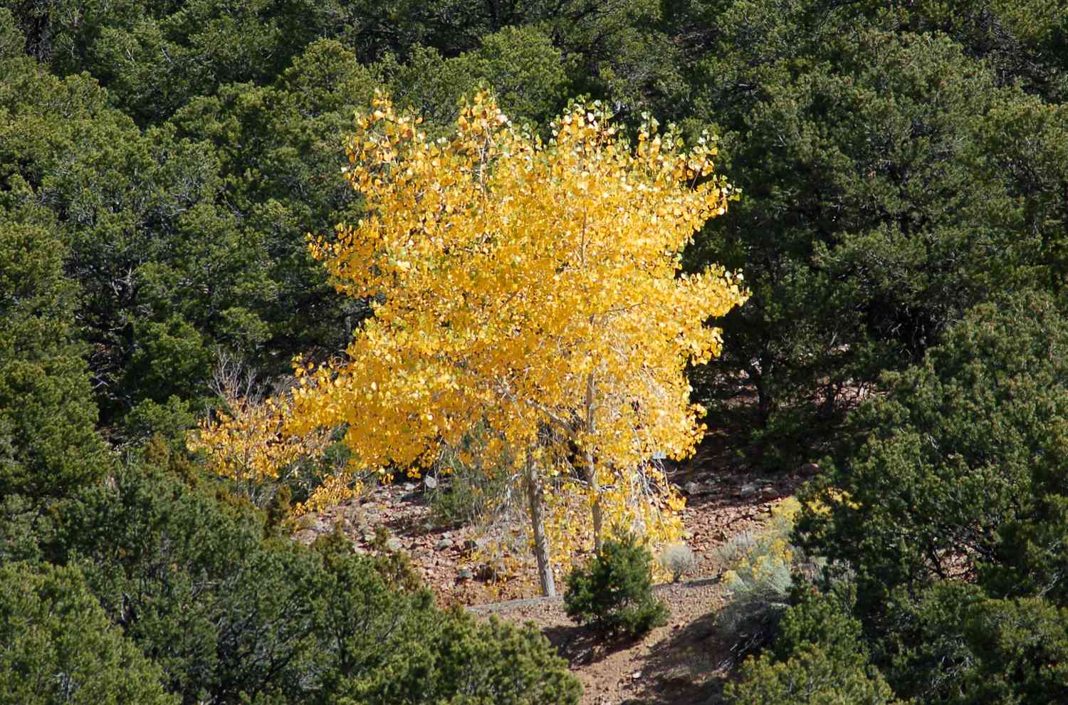 Bild: Herbstlaubfarbe von Espenbäumen.