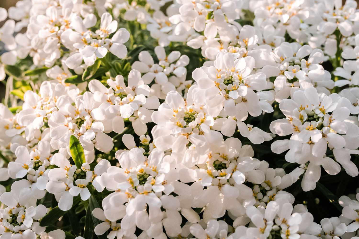 candytuft mit weißen Blütenblättern 