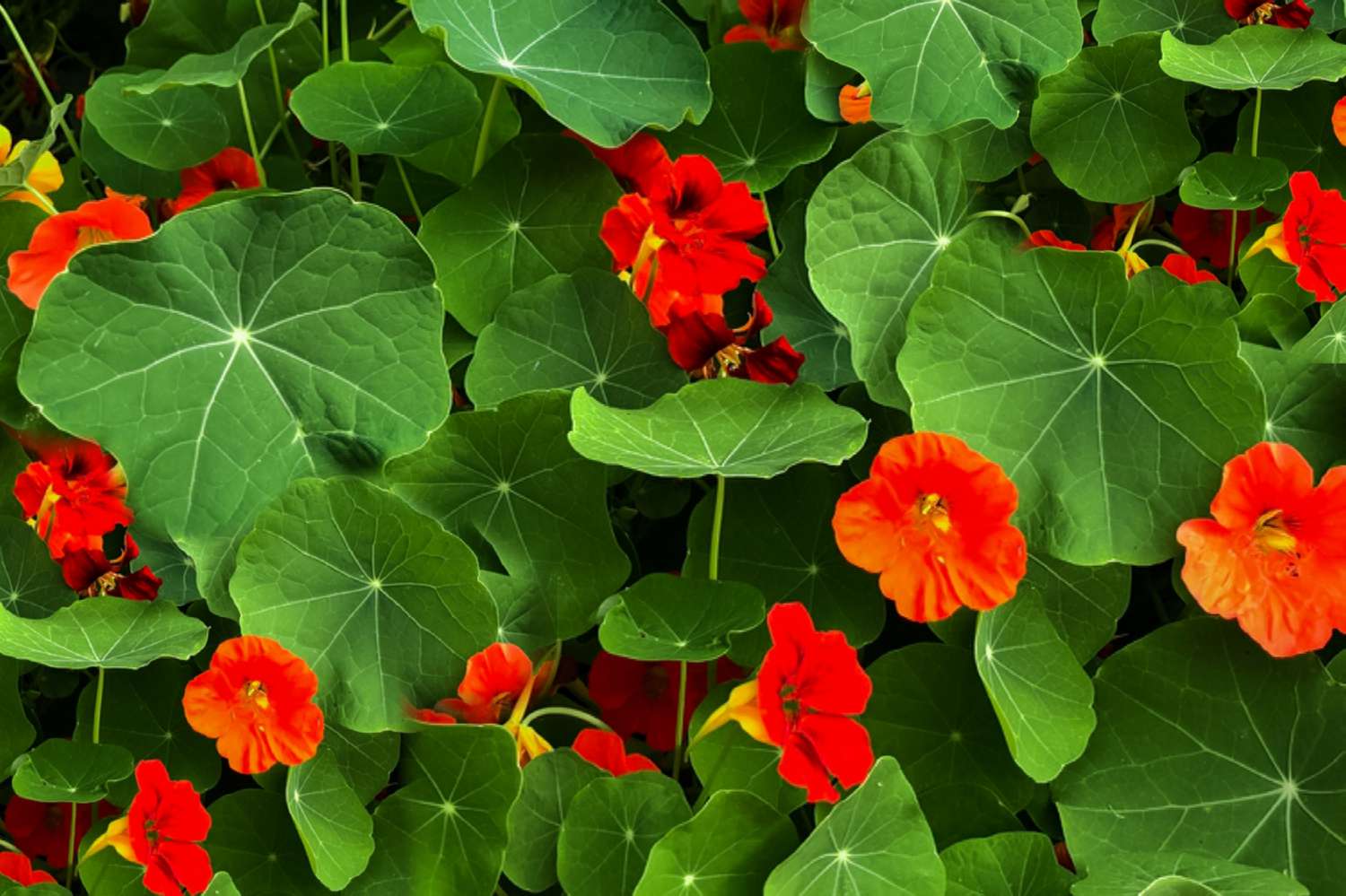 Red nasturtium flowers in between large green leaves