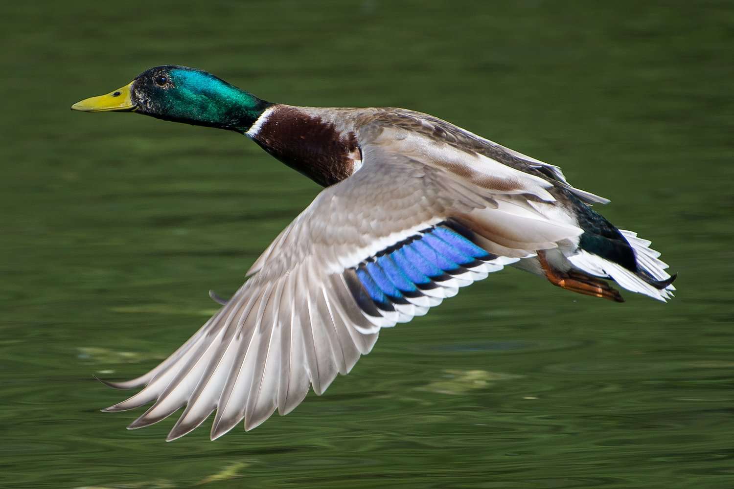 Stockente im Flug