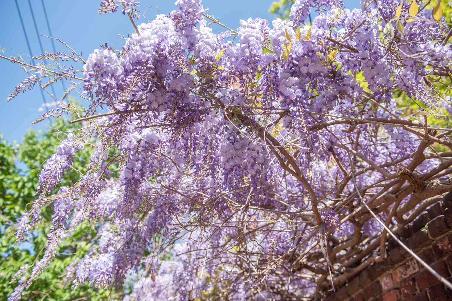 Vignes arbustives de glycine avec des fleurs violet clair sur des tiges tombantes