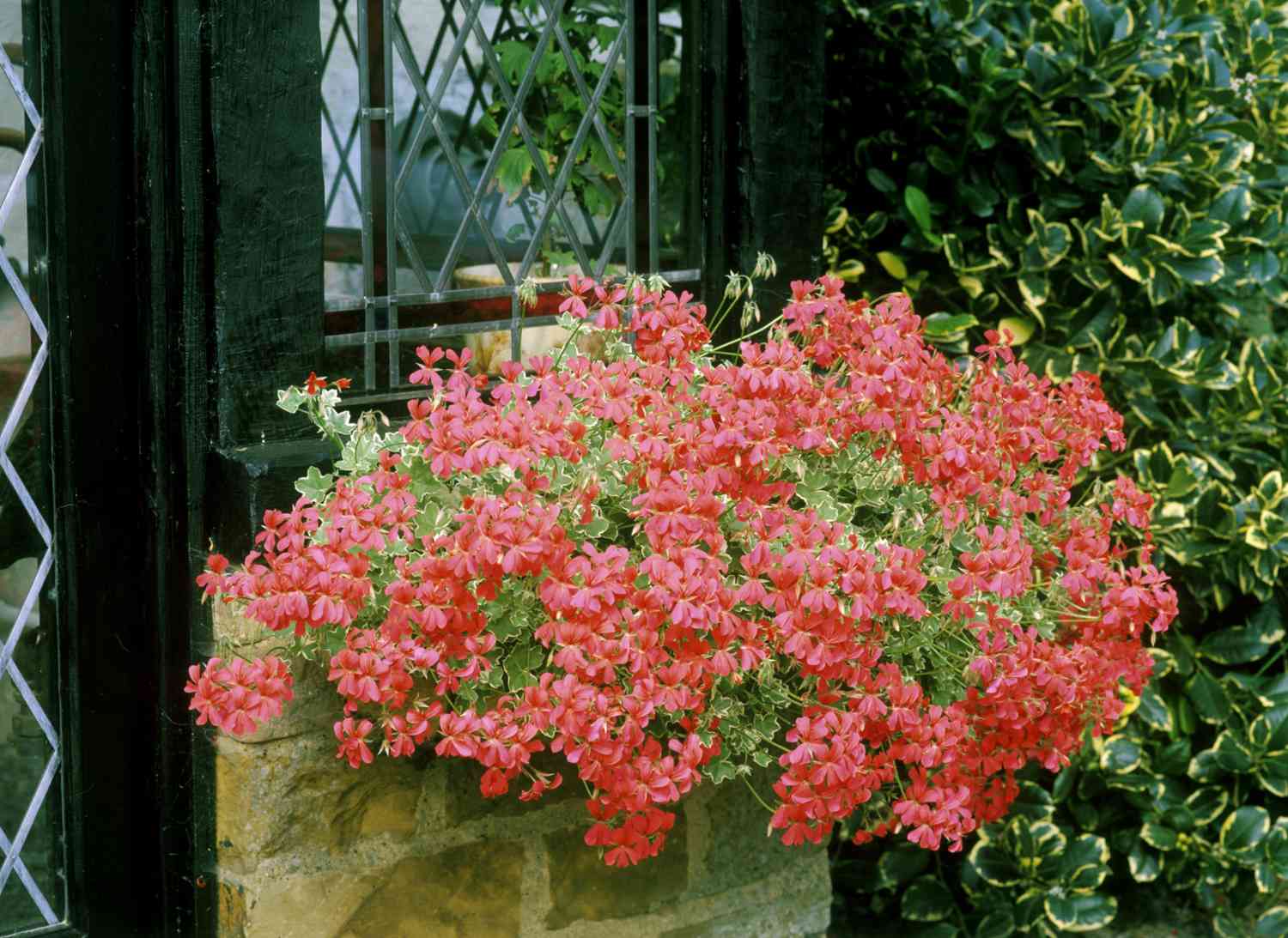Géraniums rouges sous une fenêtre de maison