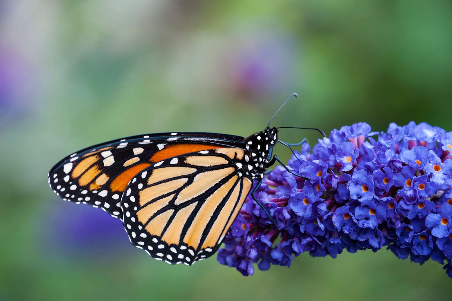 Schmetterling auf blauem Schmetterlingsstrauch blüht in Nahaufnahme