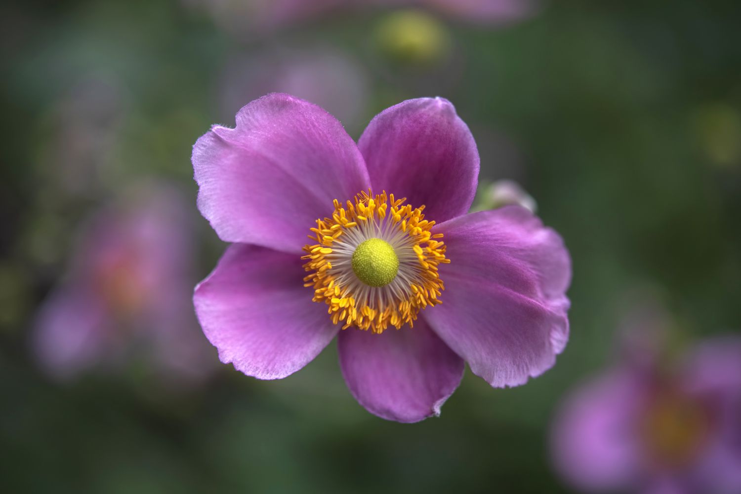 Anemone hupehensis