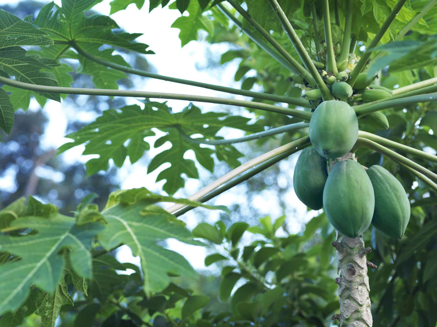 Pawpaw Tree