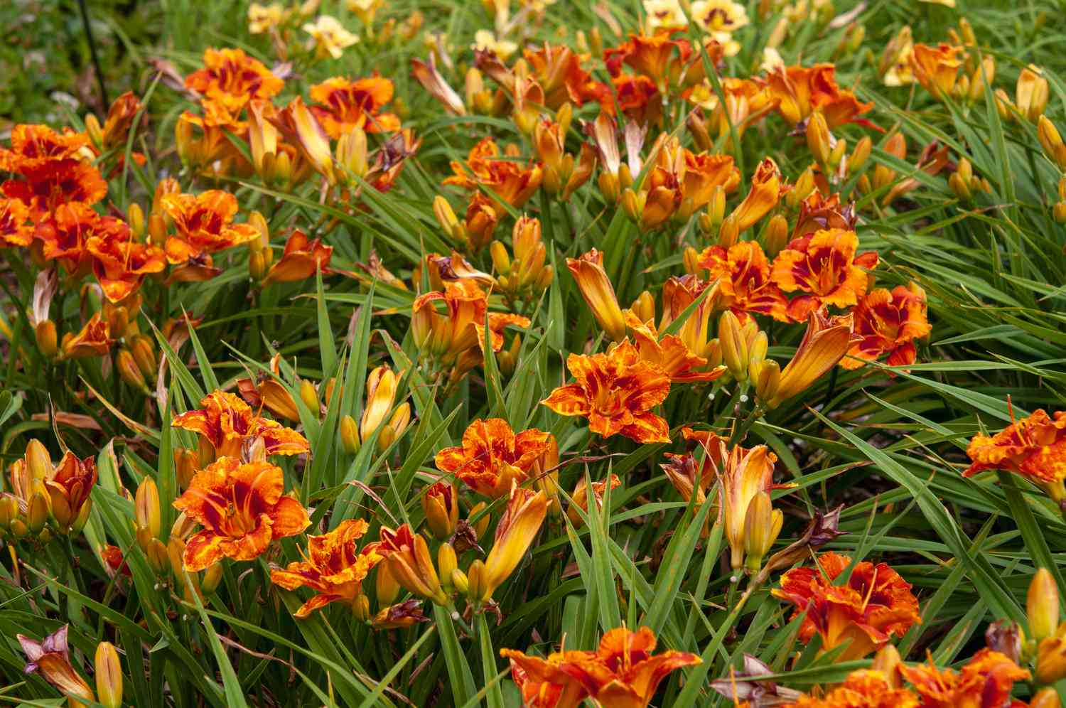 Orangefarbene Taglilienblüten inmitten von stacheligen Blättern