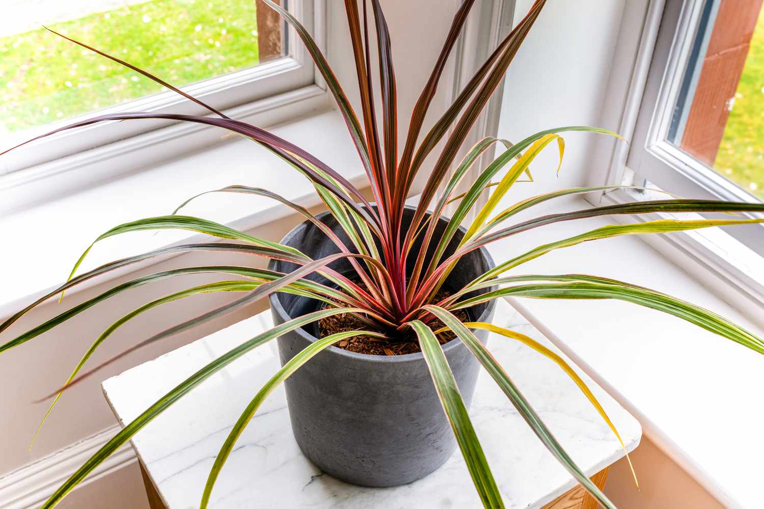 Cordyline (Ti): Anleitung zur Pflanzenpflege und -aufzucht