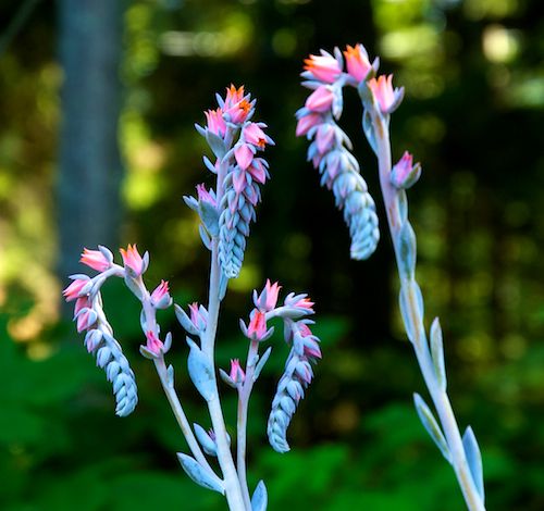 container gardening picture of echeveria flowers