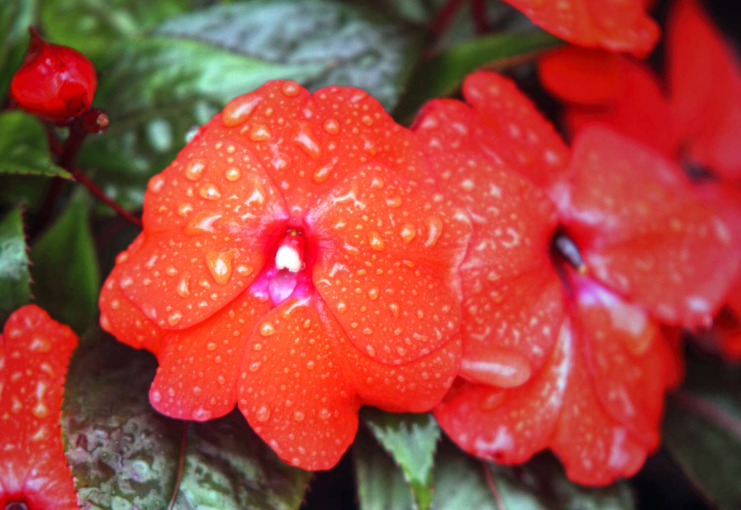Neuguinea-Impatiens-Blüten