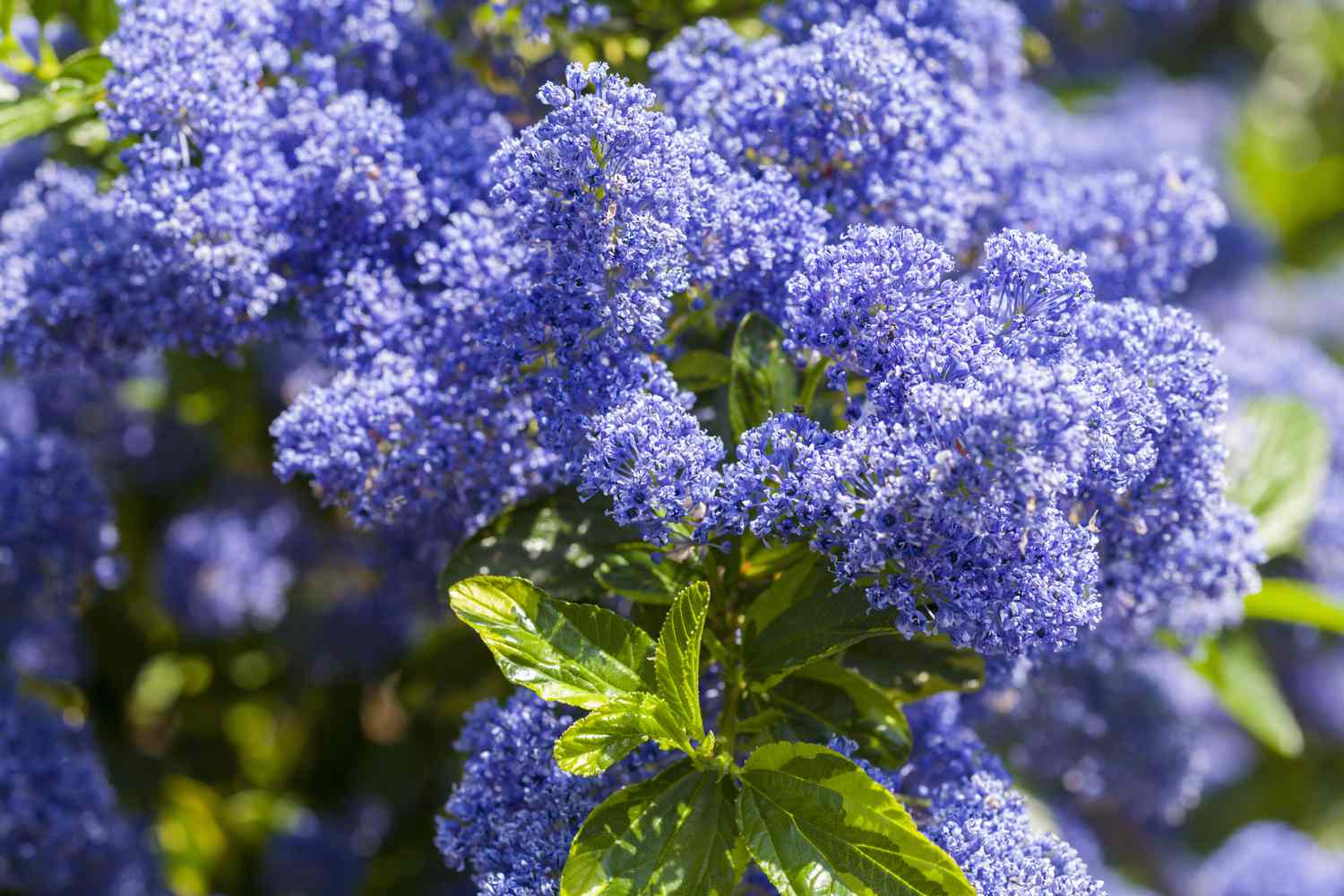 Ceanothus, o lila californiana, en flor