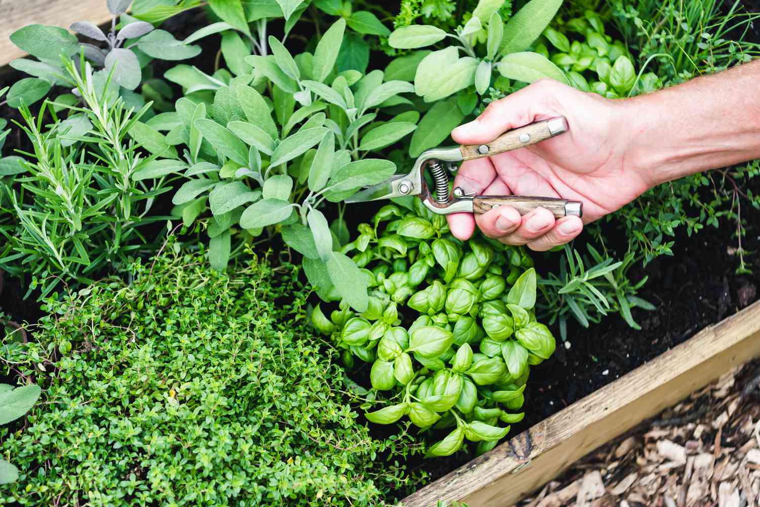 Person, die einen Kräutergarten beschneidet