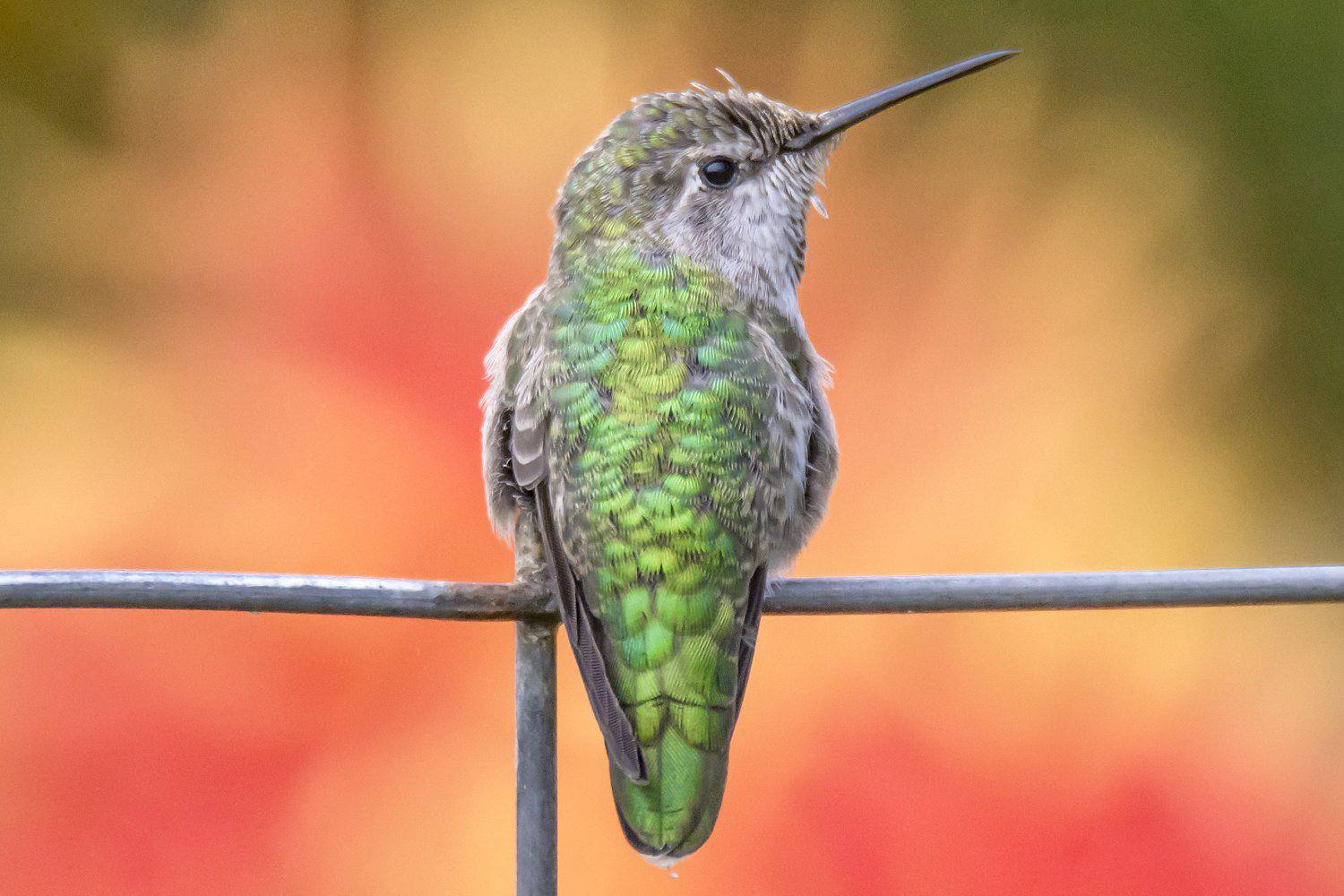 Kolibri auf einem Drahtzaun