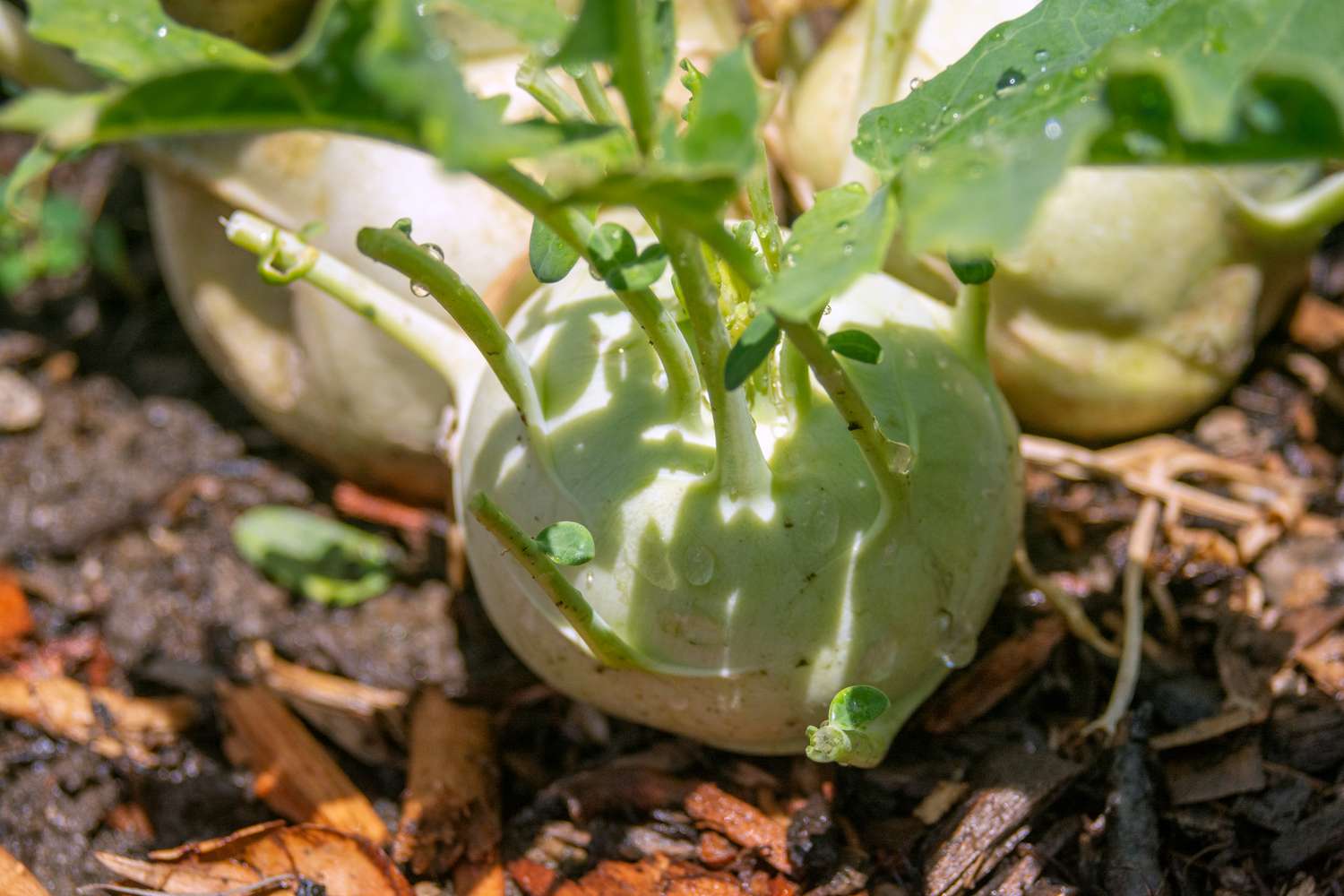 Kohlrabi plant with stems growing from vegetable on garden bed